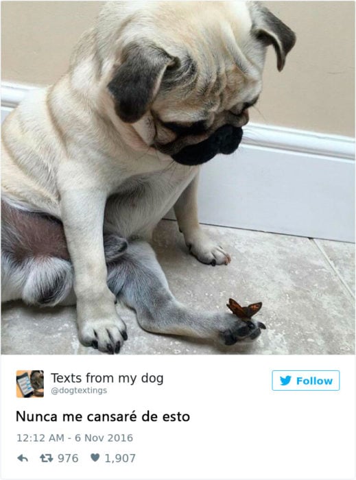 perrito observa una mariposa