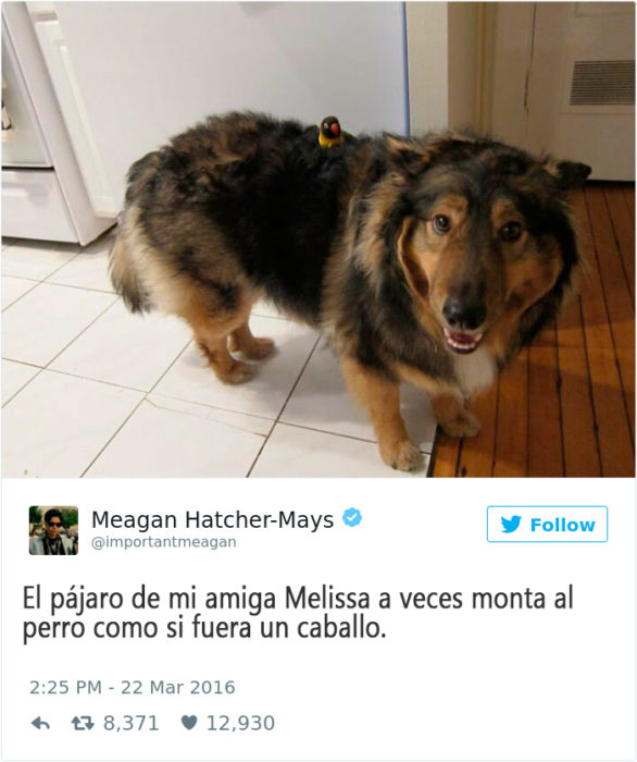 un pajarito montando un perro