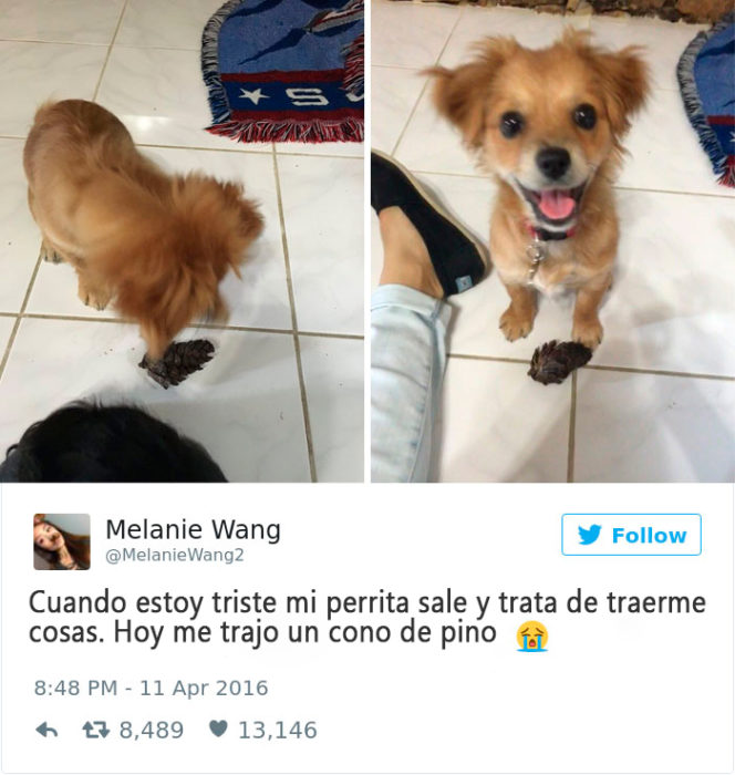 perrito que consuela a su dueña cuando está triste