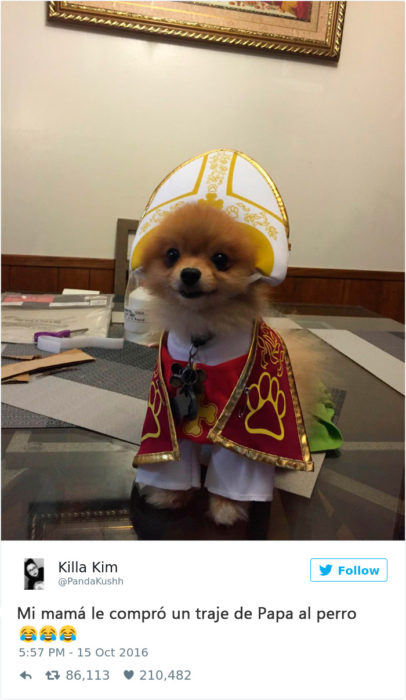 un perrito vestido de Papa