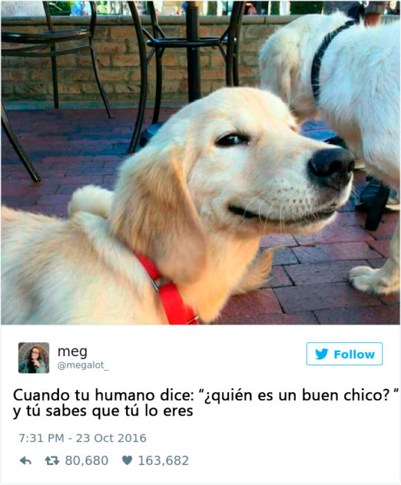 perro feliz