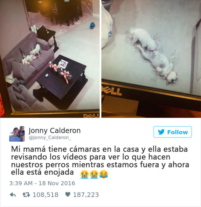 lo que hacen los perros cuando estás fuera de casa