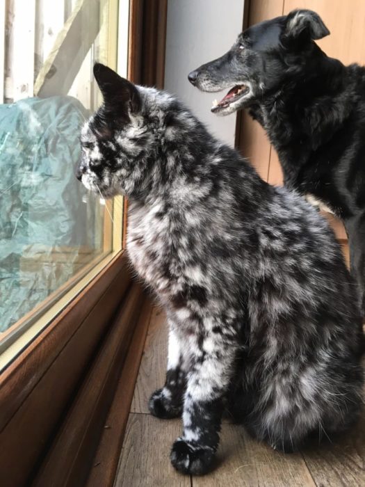 scrappy y su hermano 