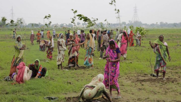 voluntarios en india plantando árboles