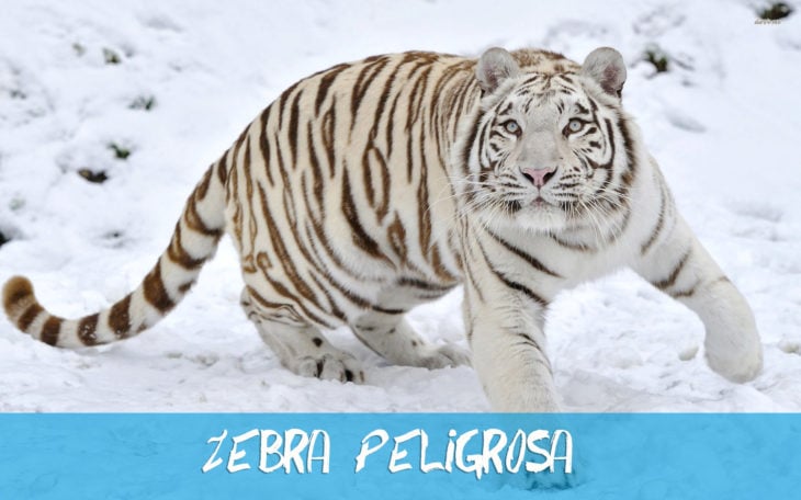 tigre blanco en la nieve