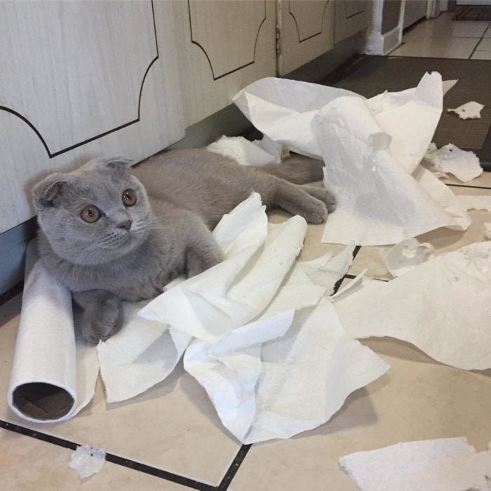 gato gris destruye servilletas de papel