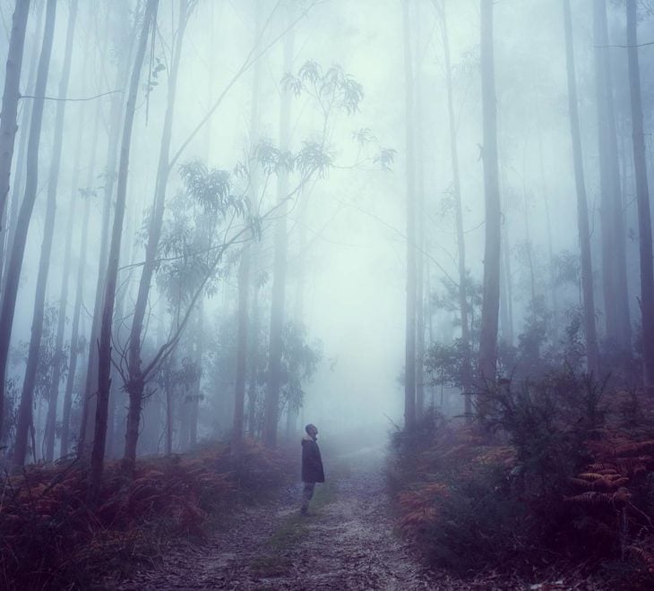 persona en medio de un gran bosque