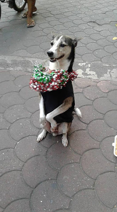 perrito con una canasta en el hocico 