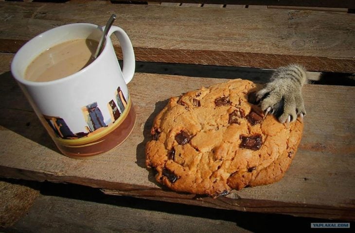 pata de gato robando galleta