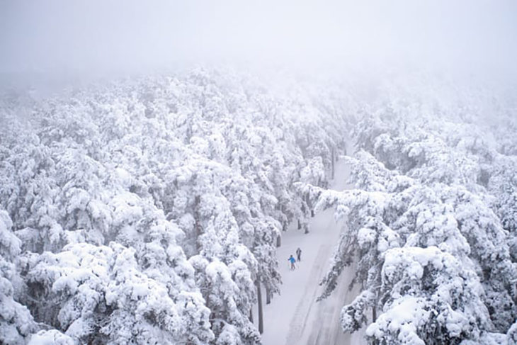 bosque nevado