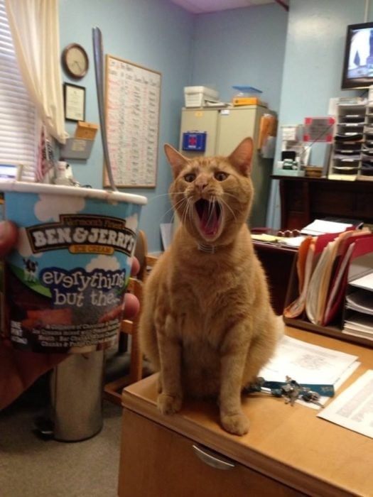 un gato exigiendo el helado que merece