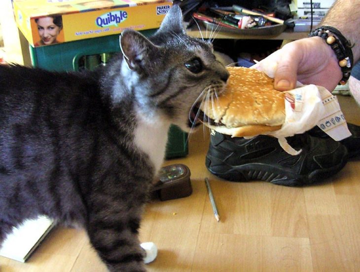 una gatito dando una "pequeña mordida" a una hamburguesa