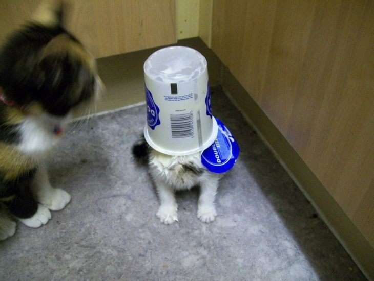 un gatito atorado en un bote de yogurth
