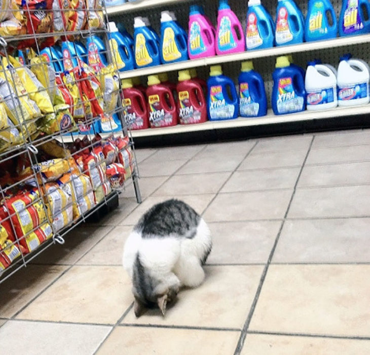 un gato haciendo yoga en el supermercado