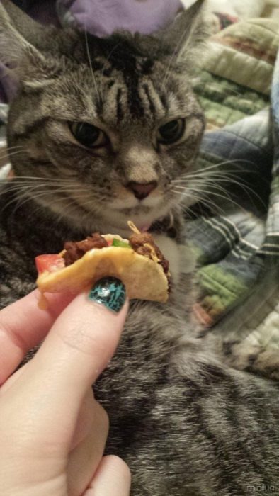 un gato frente a un taco