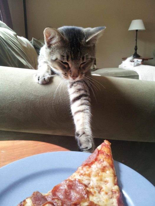 gato tomando una rebanada de pizza