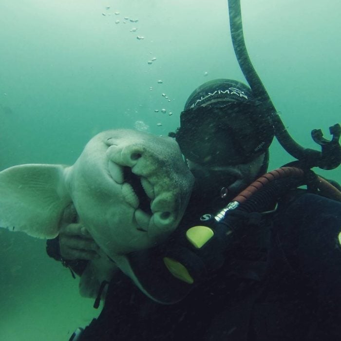 este buzo y una hembra de tiburón se hicieron los mejores amigos