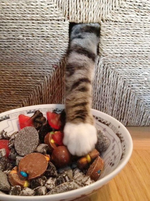 gato mete la patita en un agujero para robar dulces