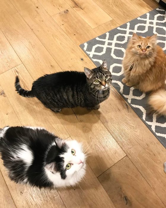 Rey junto a sus hermanos gatos