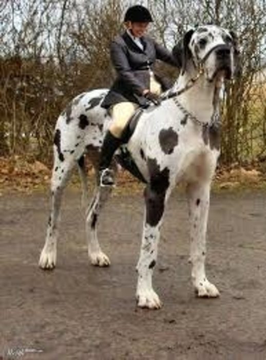 20 perros gigantes caballo 1