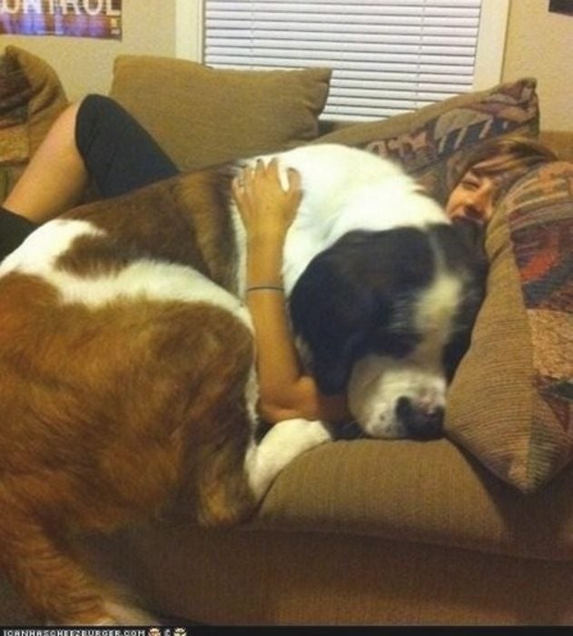 20 perros gigantes dueño del sofa