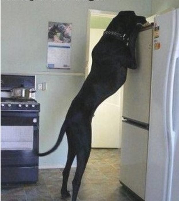 20 perros gigantes ya alcanza el refrigerador