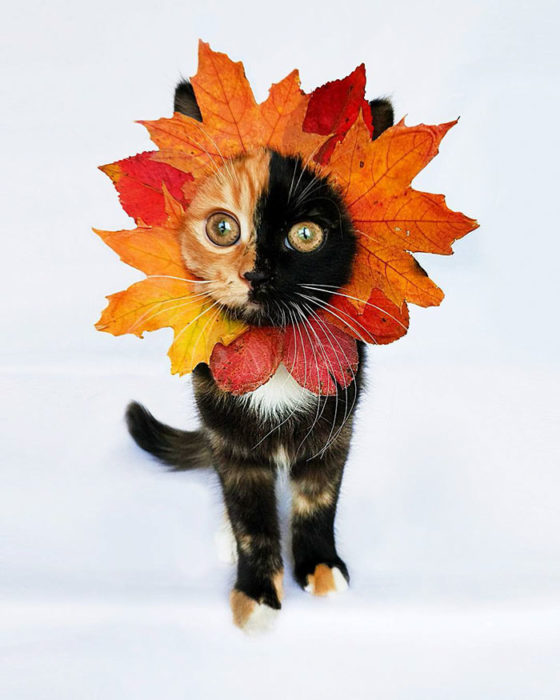 gato quimera con una hoja en la cara