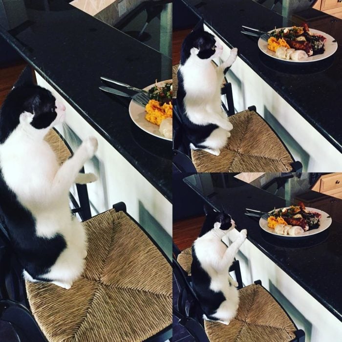 gato mirando un plato de comida