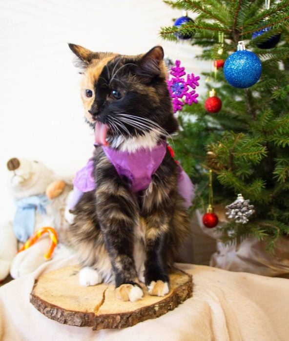 gata quimera frente a un árbol de navidad