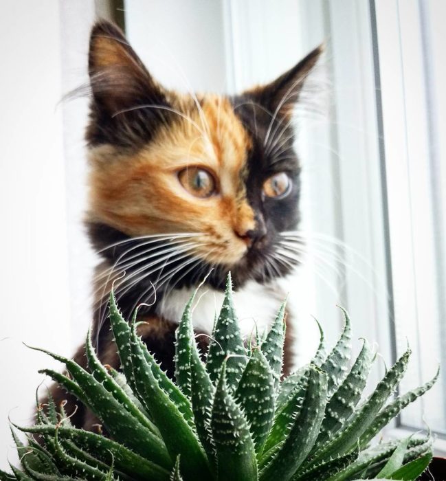 gata de dos colores detrás de una planta de aloe 