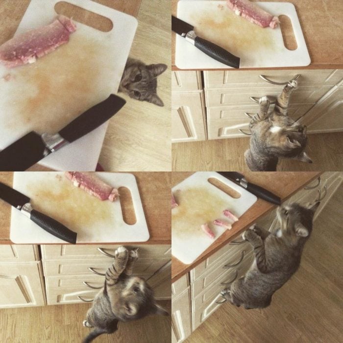 gato robando jamón 