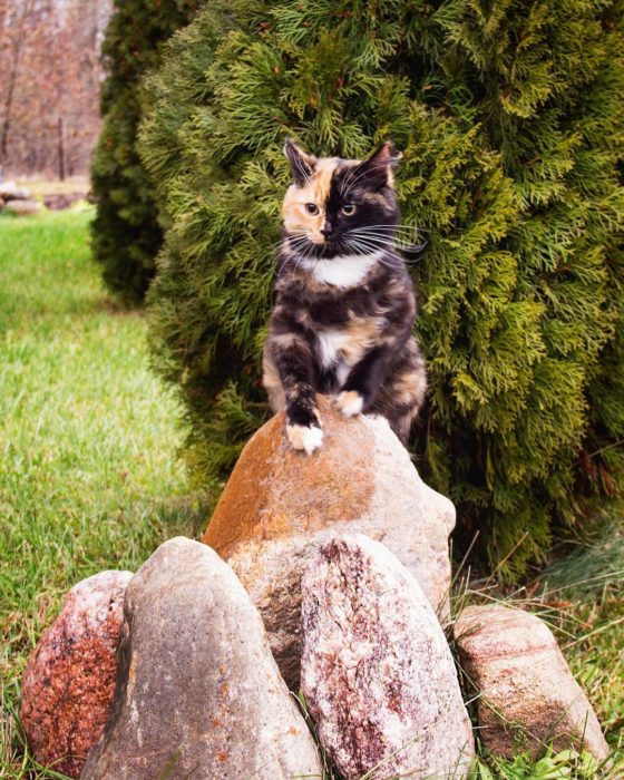 gata quimera sobre unas piedras