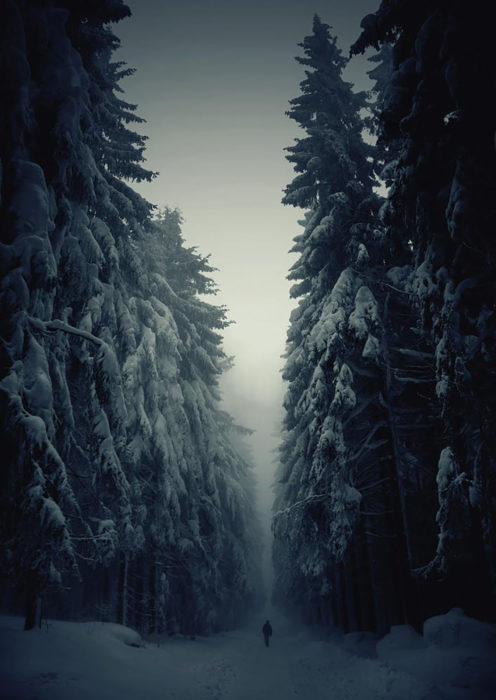 foto a blanco y negro de bosque