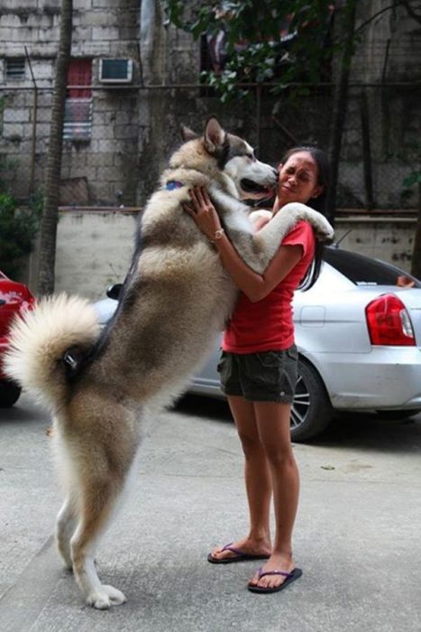 husky abrazando a su dueña