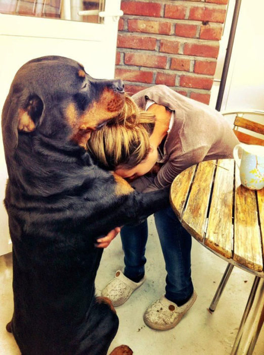 perro consolando a su dueña