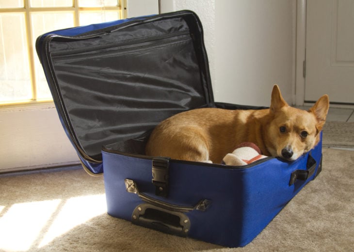 Perro corgi adentro de maleta