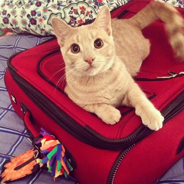 gato encima de la maleta