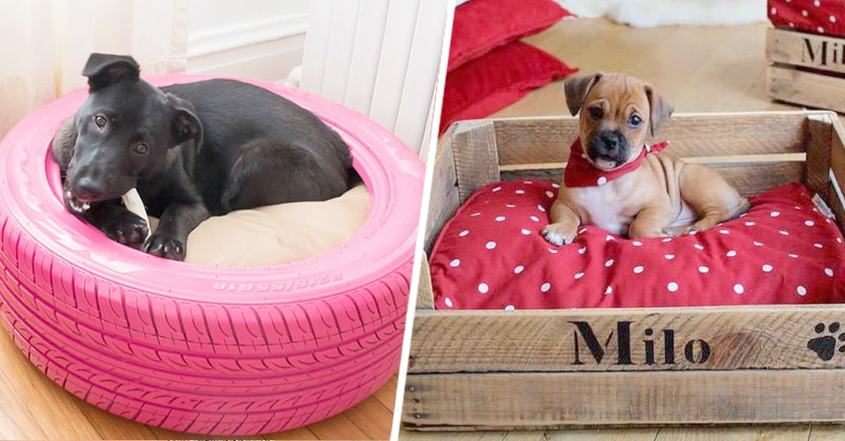 diferente a foso Mala suerte 15 ideas de camas creativas para perros que querrás ya mismo