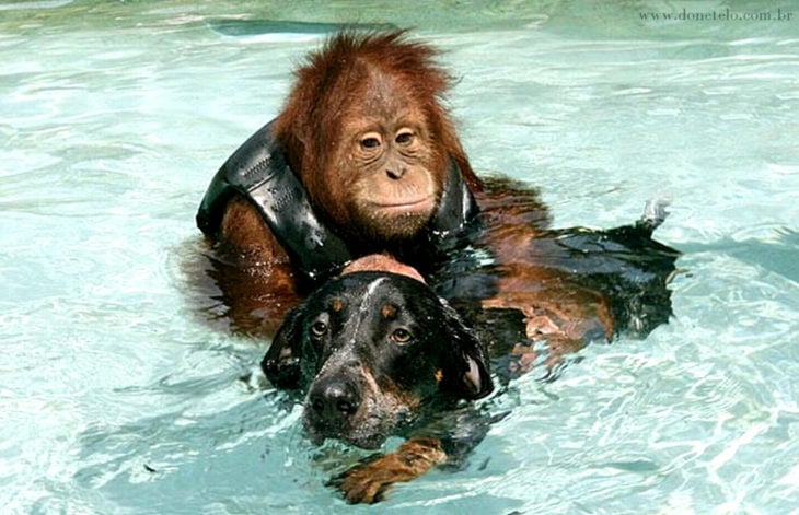 orangutan y perrito nadando