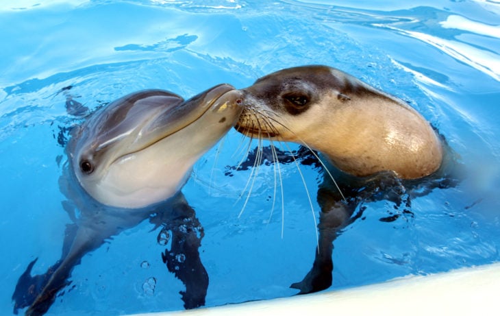 foca y delfin