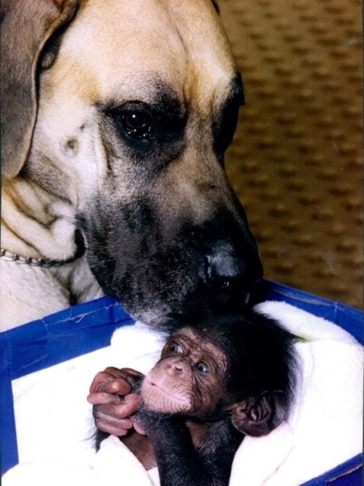 gran danes chimpances