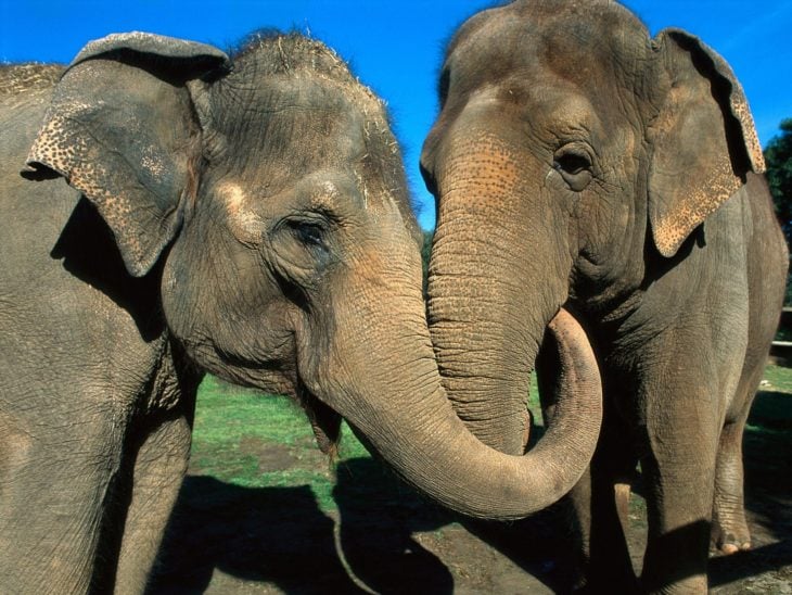 elefantes 