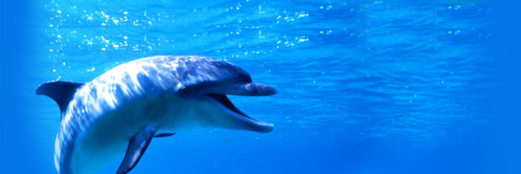 delfin nadando