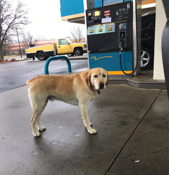 perro labrador en gasolinera