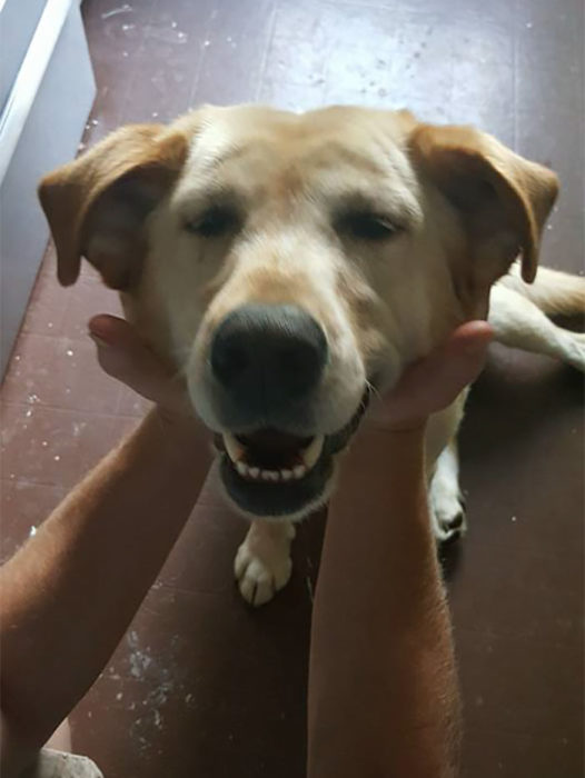 sonrisa perro labrador