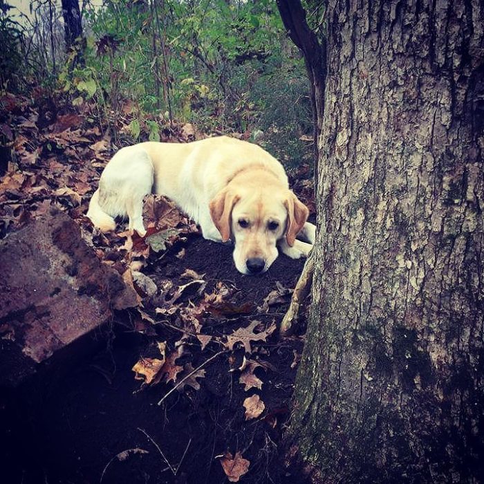 perro labrador acostado abajo del arbol