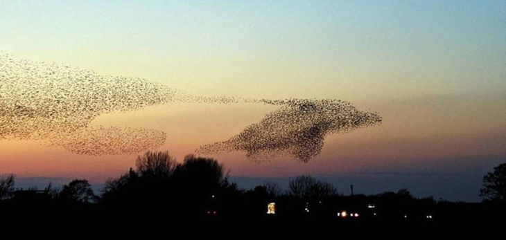 pajaros hacen forma de delfin