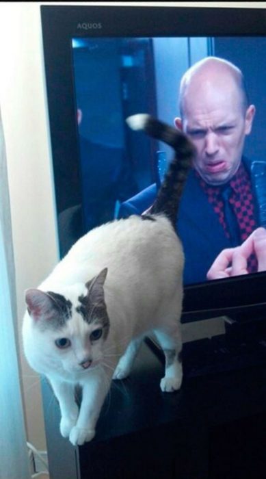 hombre en la tele haciendo cara de asco, justo en la escena un gato le muestra su trasero