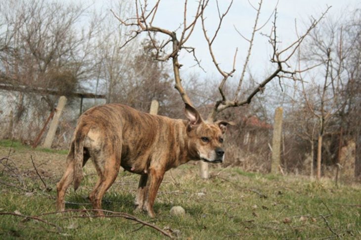 perro con cuernos