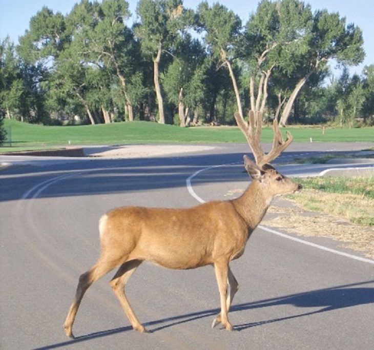 venado con los cuernos larguísimos